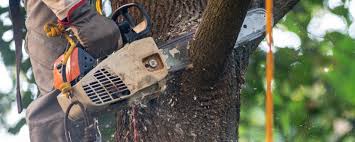 Best Tree Cabling and Bracing  in Westchase, FL