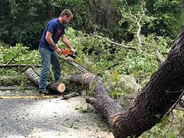 Best Emergency Tree Removal  in Westchase, FL